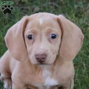 Nolan, Dachshund Puppy