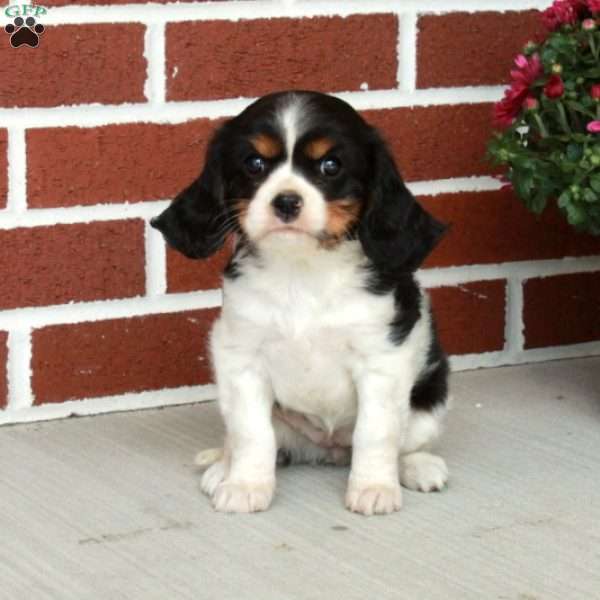 Nora, Cavalier King Charles Spaniel Puppy