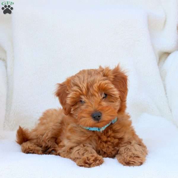 Nora, Mini Goldendoodle Puppy