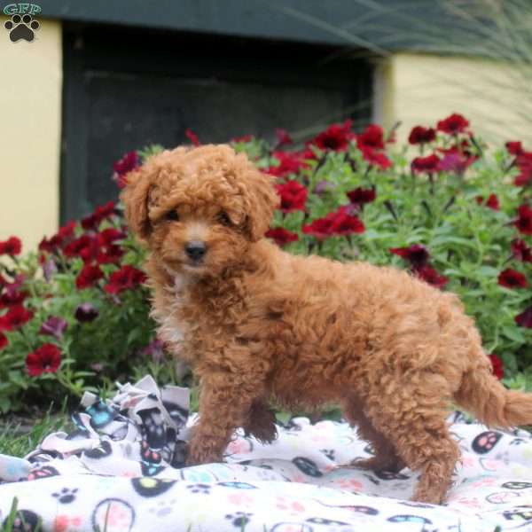 Nora, Mini Goldendoodle Puppy