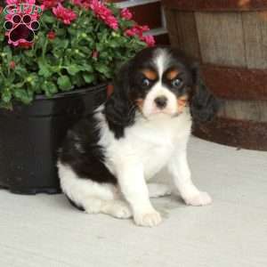 Nora, Cavalier King Charles Spaniel Puppy