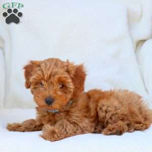 Nora, Mini Goldendoodle Puppy