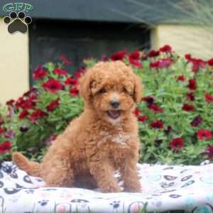 Nora, Mini Goldendoodle Puppy