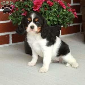 Nora, Cavalier King Charles Spaniel Puppy