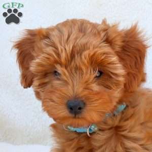 Nora, Mini Goldendoodle Puppy