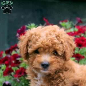 Nora, Mini Goldendoodle Puppy