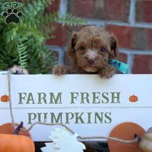 Nora, Miniature Poodle Puppy