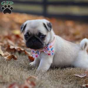 Nova, Pug Puppy