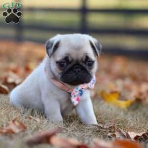 Nova, Pug Puppy