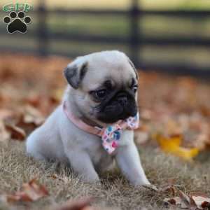 Nova, Pug Puppy