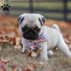 Nova, Pug Puppy