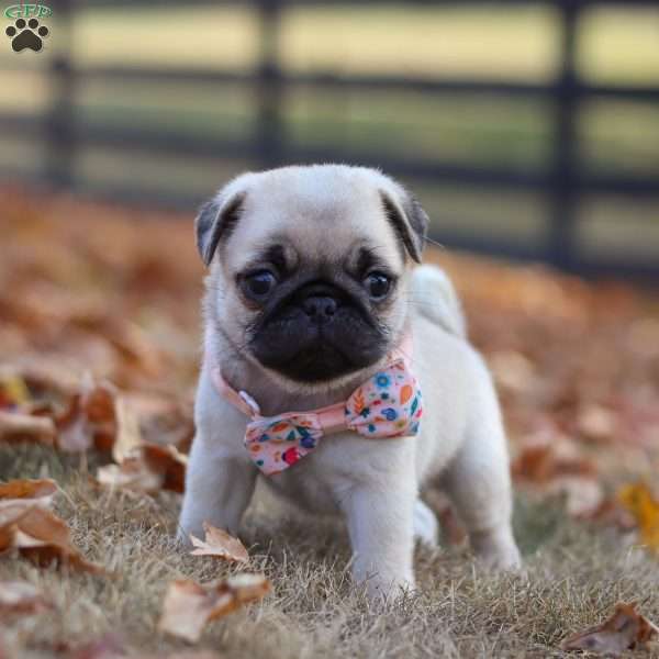 Nova, Pug Puppy
