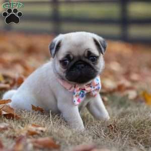 Nova, Pug Puppy