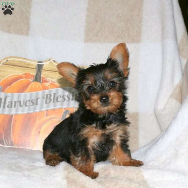 Nova, Yorkie Puppy