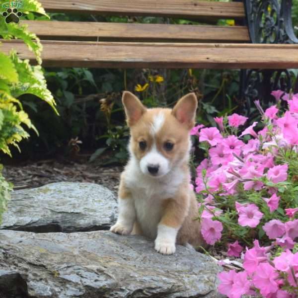 Nova, Pembroke Welsh Corgi Puppy