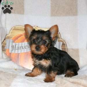 Nova, Yorkie Puppy