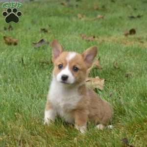 Nova, Pembroke Welsh Corgi Puppy