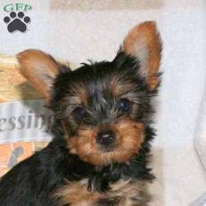 Nova, Yorkie Puppy