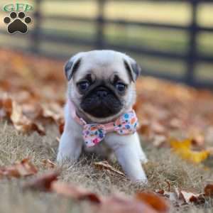 Nova, Pug Puppy