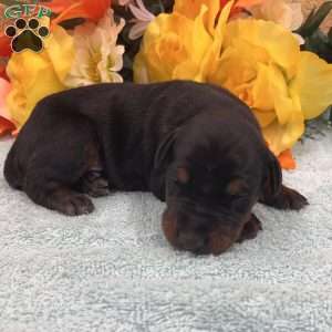 Nova, Doberman Pinscher Puppy