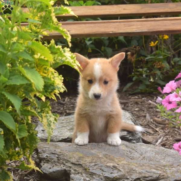 Nugget, Pembroke Welsh Corgi Puppy