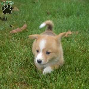 Nugget, Pembroke Welsh Corgi Puppy