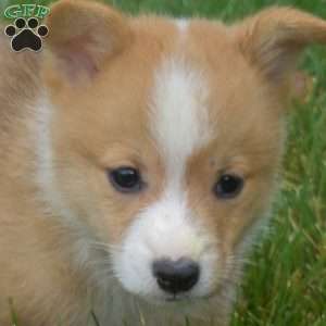 Nugget, Pembroke Welsh Corgi Puppy