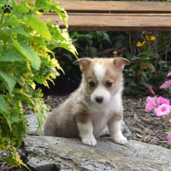 Nutella, Pembroke Welsh Corgi Puppy