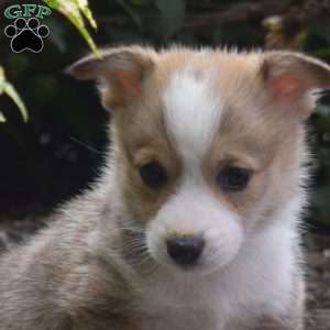 Nutella, Pembroke Welsh Corgi Puppy