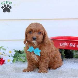 Oakley, Cavapoo Puppy