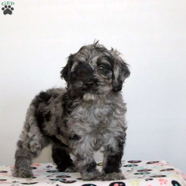 Oaklynn, Cockapoo Puppy