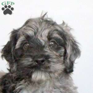 Oaklynn, Cockapoo Puppy