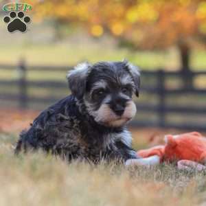 Olive, Miniature Schnauzer Puppy