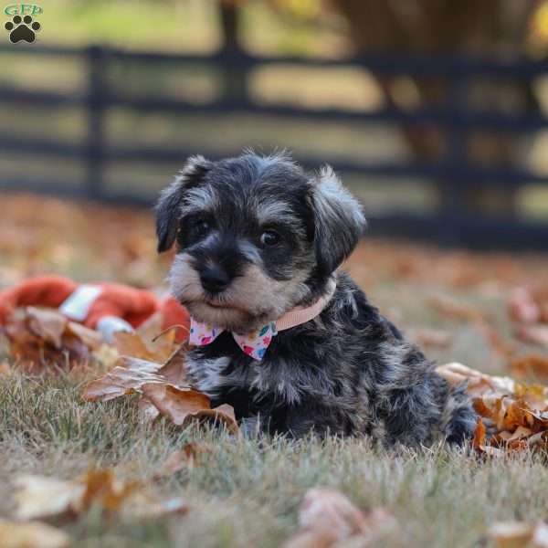Olive, Miniature Schnauzer Puppy