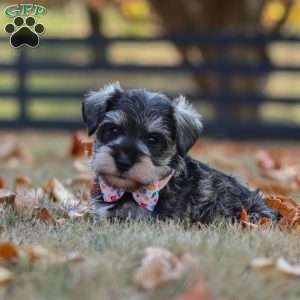 Olive, Miniature Schnauzer Puppy