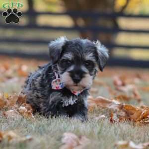 Olive, Miniature Schnauzer Puppy