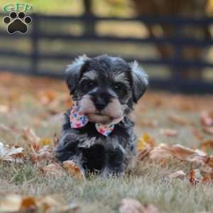 Olive, Miniature Schnauzer Puppy