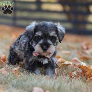 Olive, Miniature Schnauzer Puppy