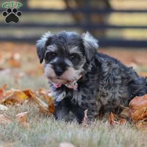 Olive, Miniature Schnauzer Puppy