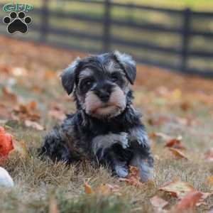 Olive, Miniature Schnauzer Puppy