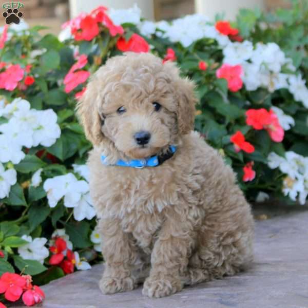 Oliver, Miniature Poodle Puppy
