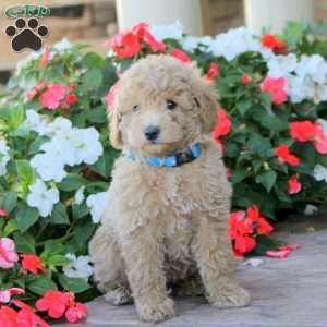 Oliver, Miniature Poodle Puppy