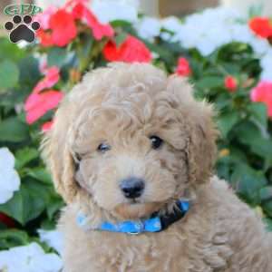 Oliver, Miniature Poodle Puppy