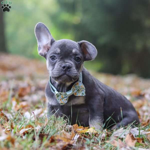 Oliver, Frenchton Puppy