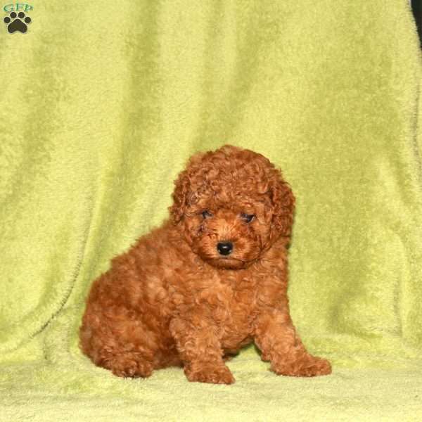 Olivia, Toy Poodle Puppy