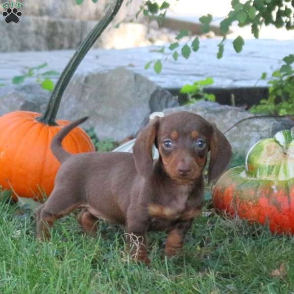 Olivia, Dachshund Puppy