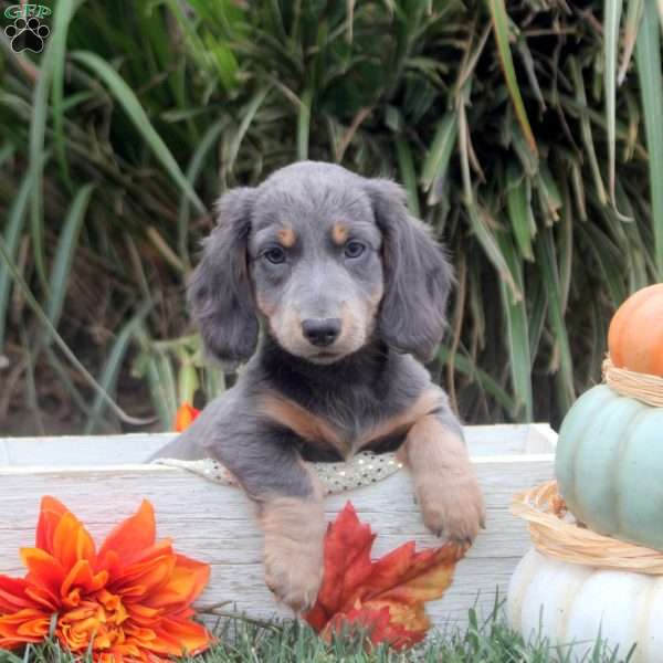 Ollie, Dachshund Puppy