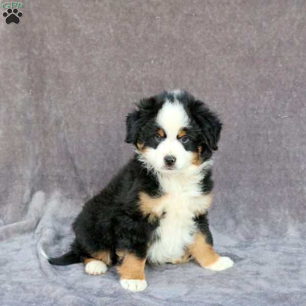 Ollie, Miniature Australian Shepherd Puppy