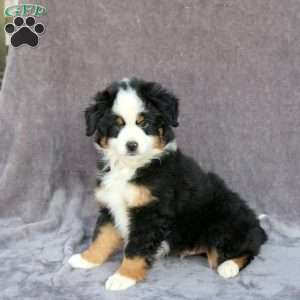 Ollie, Miniature Australian Shepherd Puppy