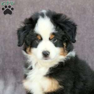 Ollie, Miniature Australian Shepherd Puppy